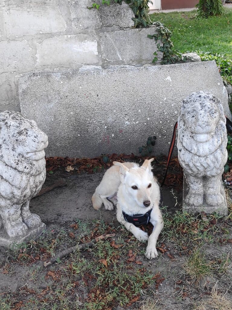 Májli kutya a budapesti Japánkert Zugló oroszlános szobrainál